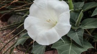 近距离图像曼陀罗花在一个领域