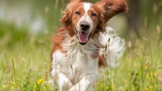 白色和棕色的狗在花园里运行