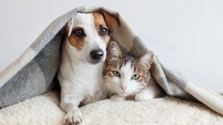 毯子覆盖的狗和猫