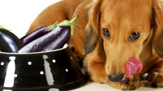 狗寻找下一个饿了坐在茄子一碗