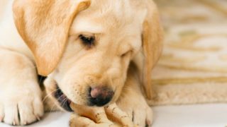 狗啃一块姜根的