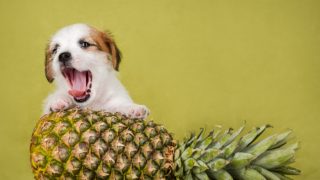 一只小狗保持其爪子上一个巨大的菠萝顶部