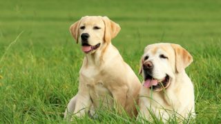 两只狗在绿色的田野里