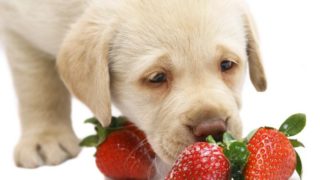 拉布拉多小狗嗅着草莓