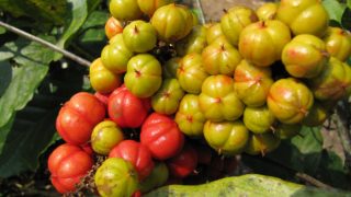 瓜拉那果实在树枝上的特写镜头。