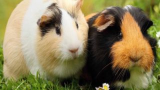 只豚鼠,一个黑色和白色等