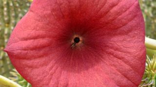 蝴蝶亚仙人掌的特写镜头,也被称为布须曼人的帽子