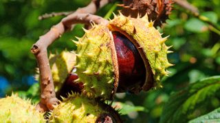 树上的马蹄的特写镜头