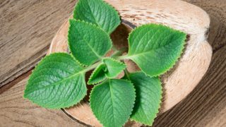 新鲜的印地安琉璃苣特写镜头安置在一张木桌上的被停滞的椰子壳