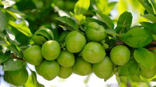 挂在树枝上的卡卡杜李子。