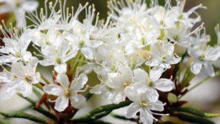 公园里的莱敦花