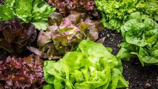 不同类型的生菜