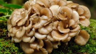 灰树菇的特写镜头