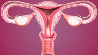 卵巢在紫色背景的图形