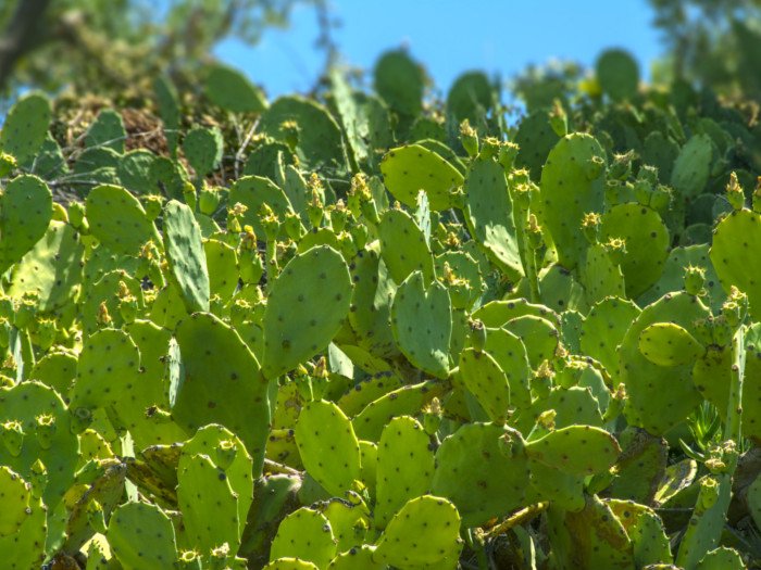 田野里nopal植物的特写