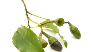 白色背景上的八角茶树枝和果实