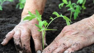 一个人种植特写图像