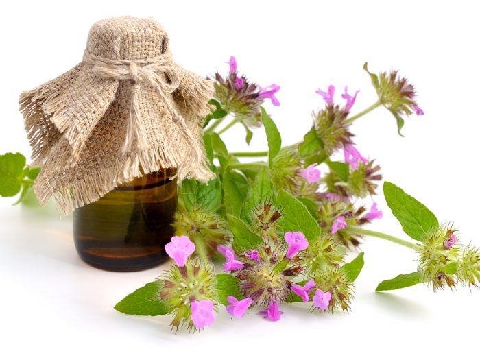 Pennyroyal essential oil bottle with a burlap lid, next to pennyroyal flowers