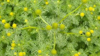 森林里新鲜的菠萝草的近景