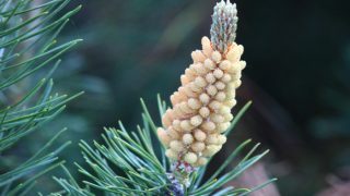 松花粉的特写镜头