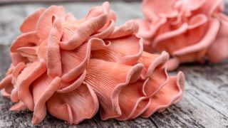 木质背景上的粉色牡蛎蘑菇