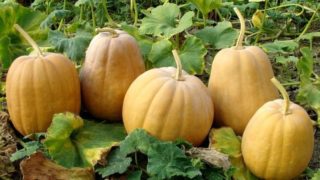 花园里不同种类的南瓜