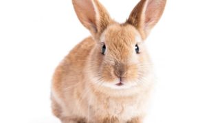 想像兔子。