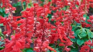 室外花园里美丽的红色鼠尾草花