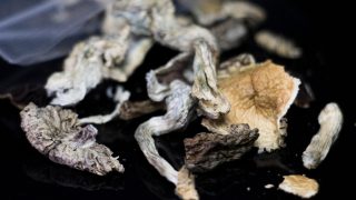 干蘑菇,迷幻茶的原料