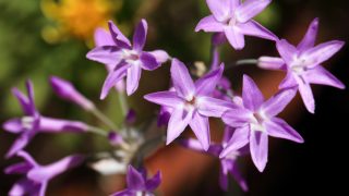 《社会之花》的特写镜头