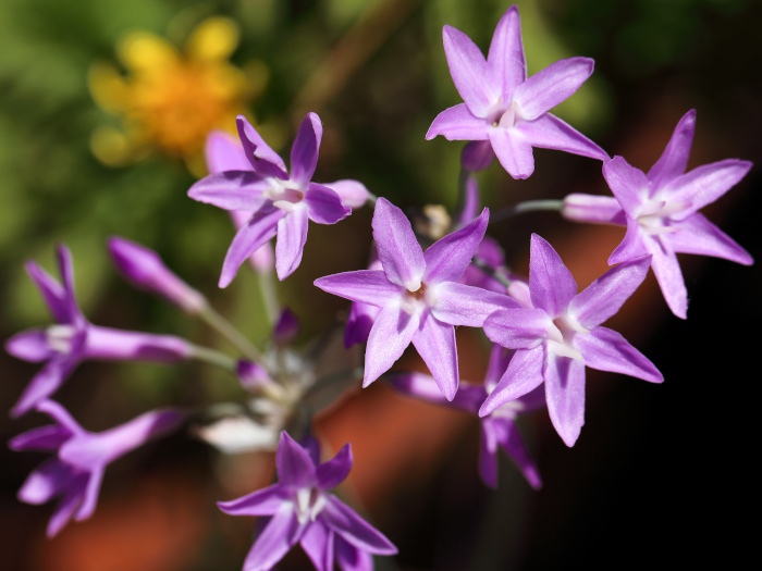 《社会之花》的特写镜头