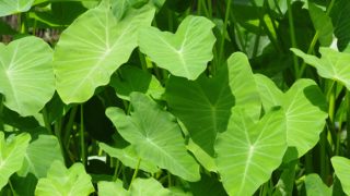 特写照片是芋头叶子在阳光明媚的日子里