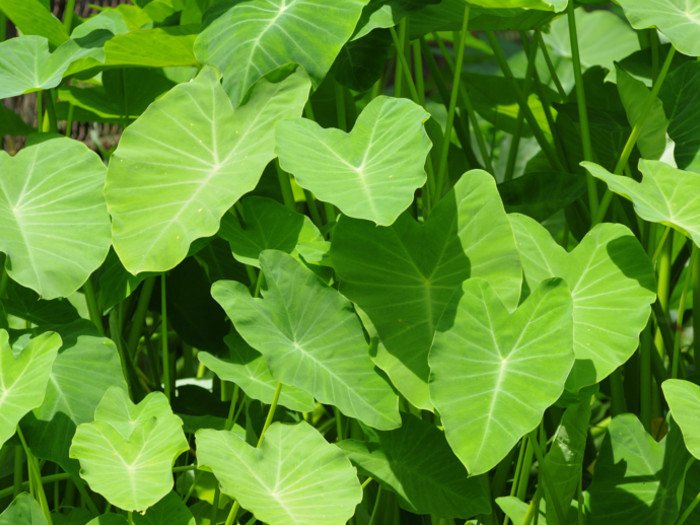 特写照片是芋头叶子在阳光明媚的日子里