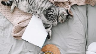 一只逗人喜爱的猫睡觉,书和杯柠檬茶在温暖的软的床上