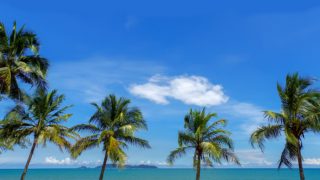 面向海滩的棕榈树