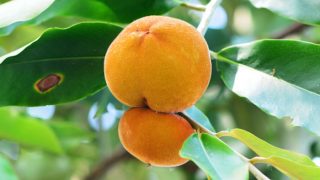 垂悬在一棵树的天鹅绒苹果有被弄脏的背景