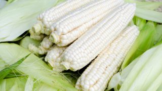 木桌上生着耳朵的白色玉米特写