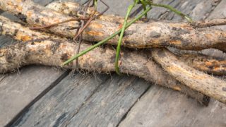 木桌上的野山药根