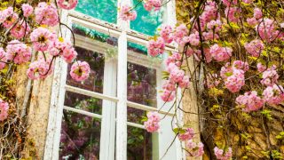 白色的窗户周围有美丽的粉红色的樱花