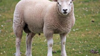 这是一只孤立的绵羊在绿色草地上的特写