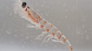 白色背景下的南极磷虾