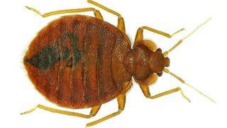 臭虫的微观视图