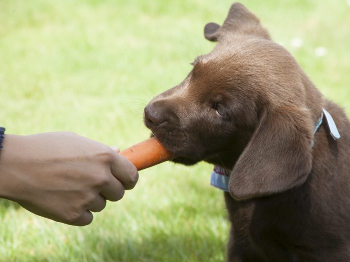 一只小狗试图削减胡萝卜