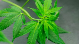 大麻叶特写镜头