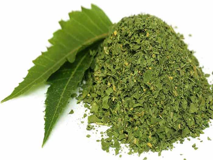 印楝粉和印楝叶在白色的背景上