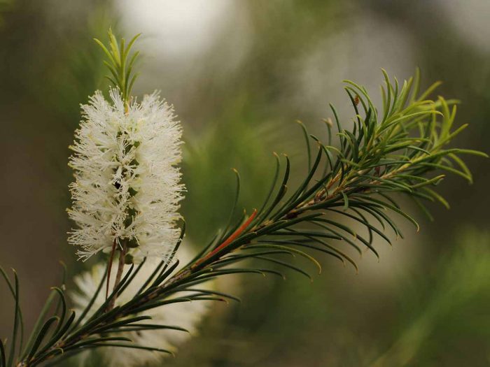 磨梨植物以模糊的背景