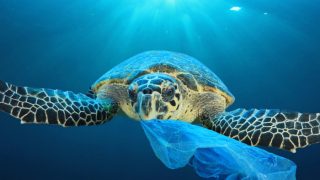 海龟在水下咀嚼塑料