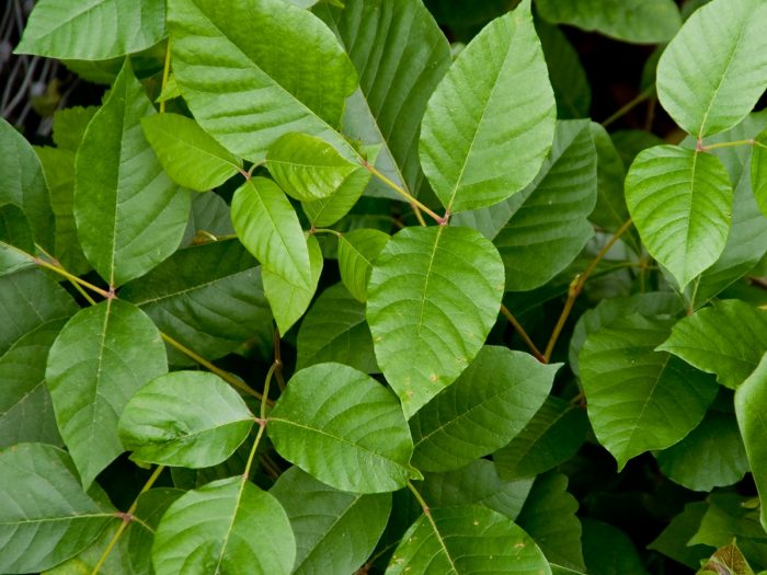 毒物常春藤植物特写镜头