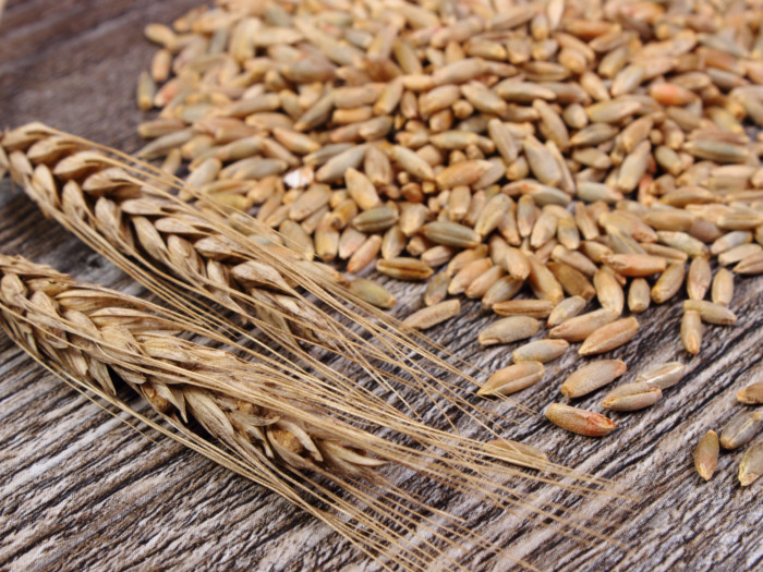 上一张木桌关闭黑麦和裸麦谷物的耳朵了